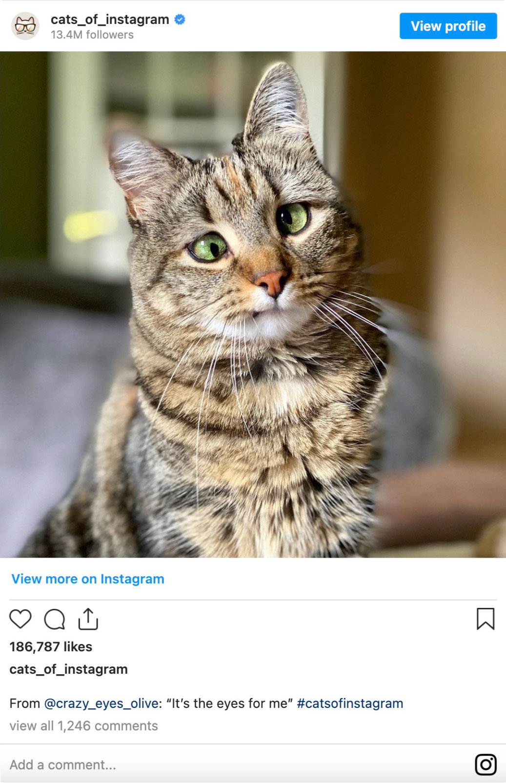 Embed Instagram post on your Portfolio